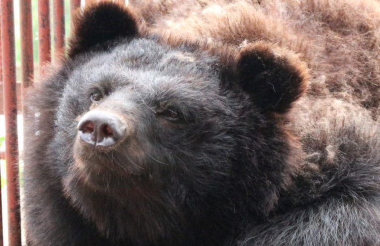 Hanoi last in the race to end bear bile farming in Vietnam: Urgent and decisive action needed