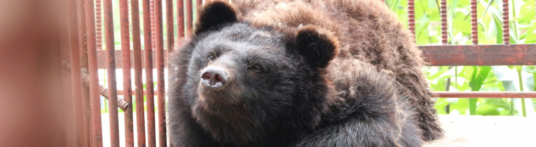 Hanoi last in the race to end bear bile farming in Vietnam: Urgent and decisive action needed