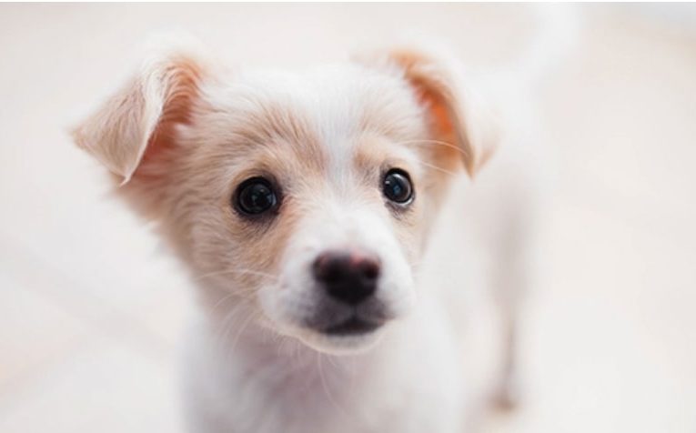 Puppy Mill Restrictions Introduced in Ohio; Animal Advocates Honor Rep. Laura Lanese