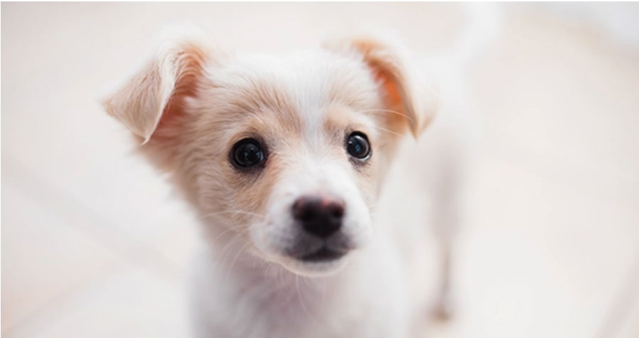 Puppy Mill Restrictions Introduced in Ohio; Animal Advocates Honor Rep. Laura Lanese