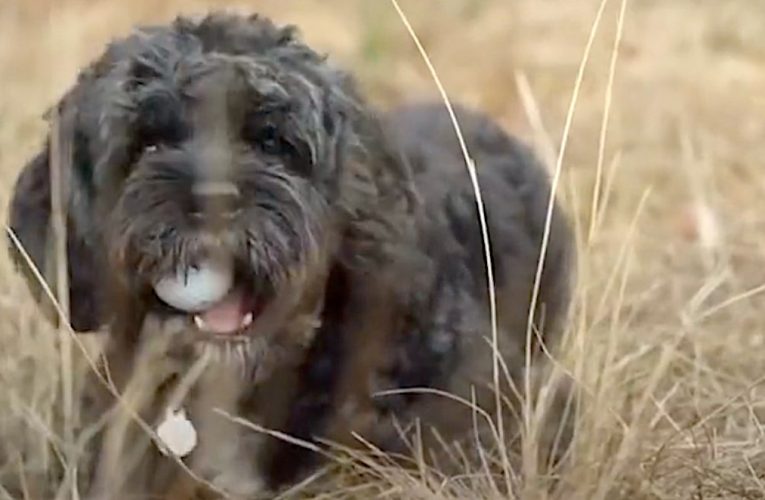 Cute Dog Walking Around Golf Course has Collected 6,000 Lost Golf Balls Which Are Donated to Charities