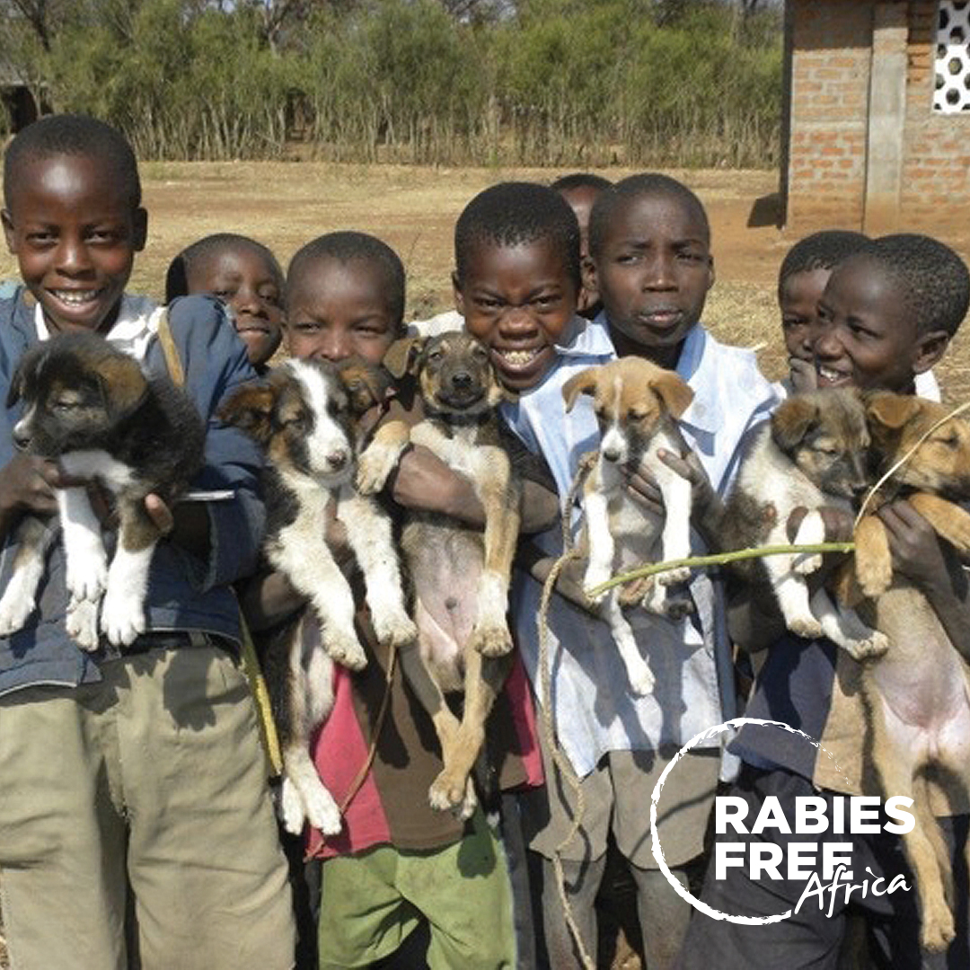 Boys attending vaccination clinic in Tanzania with their dogs.