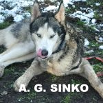 a-g-sinko