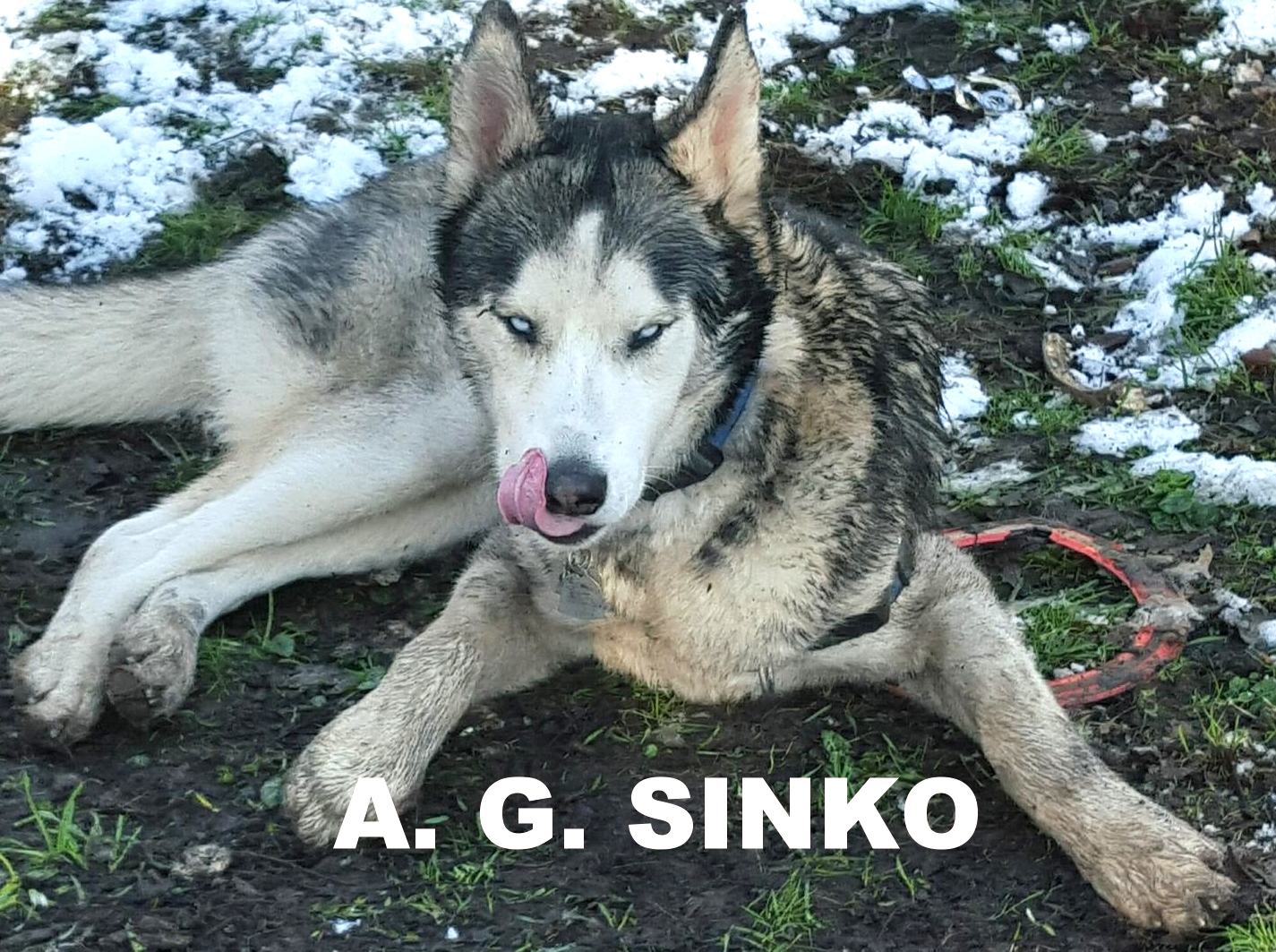 a-g-sinko